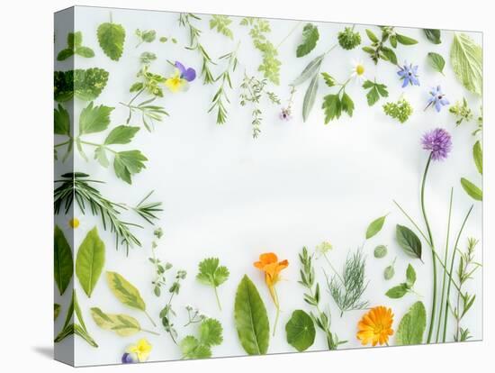 Herbs Framing the Picture-Maximilian Stock-Stretched Canvas