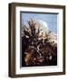 Herbs, Insects and Flowers-Matthias Withoos-Framed Giclee Print