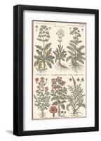 Herbs-null-Framed Art Print