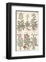 Herbs-null-Framed Art Print