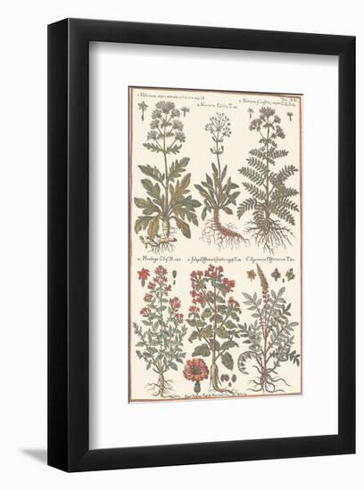 Herbs-null-Framed Art Print