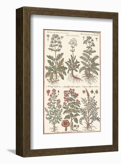 Herbs-null-Framed Art Print