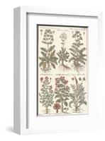 Herbs-null-Framed Art Print