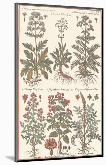 Herbs-null-Mounted Art Print