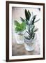 Herbs-Veronique Leplat-Framed Photographic Print