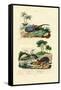 Hercules Beetle, 1833-39-null-Framed Stretched Canvas