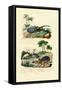 Hercules Beetle, 1833-39-null-Framed Stretched Canvas