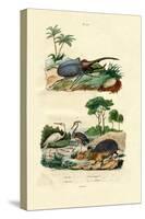 Hercules Beetle, 1833-39-null-Stretched Canvas