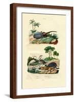 Hercules Beetle, 1833-39-null-Framed Giclee Print