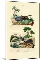 Hercules Beetle, 1833-39-null-Mounted Giclee Print