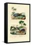 Hercules Beetle, 1833-39-null-Framed Stretched Canvas