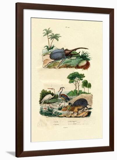 Hercules Beetle, 1833-39-null-Framed Giclee Print