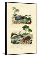 Hercules Beetle, 1833-39-null-Framed Stretched Canvas