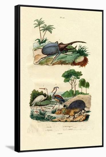 Hercules Beetle, 1833-39-null-Framed Stretched Canvas