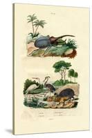 Hercules Beetle, 1833-39-null-Stretched Canvas