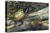 Hercules Beetle (Dynastes Hercules), Scarabaeidae-null-Stretched Canvas