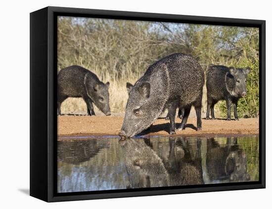 Herd Drinking at Ranch Pond, Pecari Tajacu, Collared Peccary, Starr Co., Texas, Usa-Larry Ditto-Framed Stretched Canvas