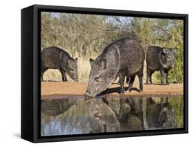 Herd Drinking at Ranch Pond, Pecari Tajacu, Collared Peccary, Starr Co., Texas, Usa-Larry Ditto-Framed Stretched Canvas