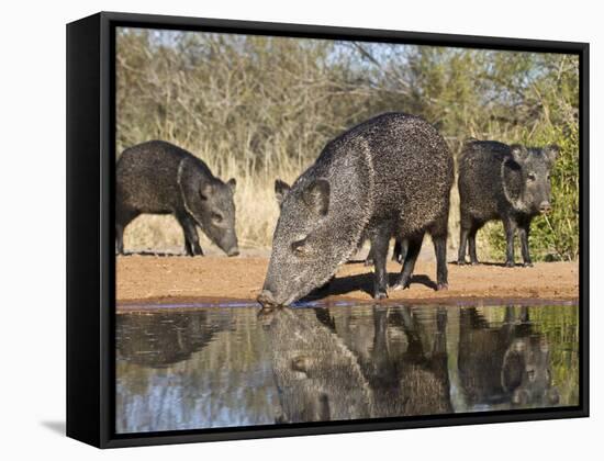 Herd Drinking at Ranch Pond, Pecari Tajacu, Collared Peccary, Starr Co., Texas, Usa-Larry Ditto-Framed Stretched Canvas