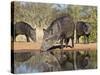 Herd Drinking at Ranch Pond, Pecari Tajacu, Collared Peccary, Starr Co., Texas, Usa-Larry Ditto-Stretched Canvas