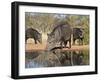 Herd Drinking at Ranch Pond, Pecari Tajacu, Collared Peccary, Starr Co., Texas, Usa-Larry Ditto-Framed Photographic Print