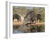 Herd Drinking at Ranch Pond, Pecari Tajacu, Collared Peccary, Starr Co., Texas, Usa-Larry Ditto-Framed Photographic Print