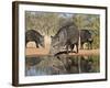 Herd Drinking at Ranch Pond, Pecari Tajacu, Collared Peccary, Starr Co., Texas, Usa-Larry Ditto-Framed Photographic Print