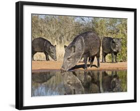 Herd Drinking at Ranch Pond, Pecari Tajacu, Collared Peccary, Starr Co., Texas, Usa-Larry Ditto-Framed Photographic Print