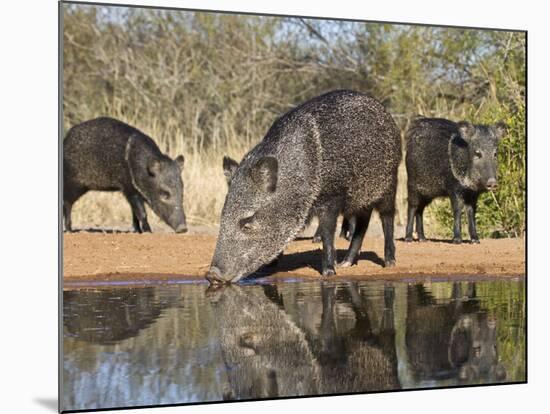 Herd Drinking at Ranch Pond, Pecari Tajacu, Collared Peccary, Starr Co., Texas, Usa-Larry Ditto-Mounted Photographic Print