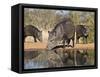 Herd Drinking at Ranch Pond, Pecari Tajacu, Collared Peccary, Starr Co., Texas, Usa-Larry Ditto-Framed Stretched Canvas