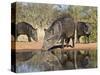 Herd Drinking at Ranch Pond, Pecari Tajacu, Collared Peccary, Starr Co., Texas, Usa-Larry Ditto-Stretched Canvas