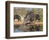 Herd Drinking at Ranch Pond, Pecari Tajacu, Collared Peccary, Starr Co., Texas, Usa-Larry Ditto-Framed Photographic Print