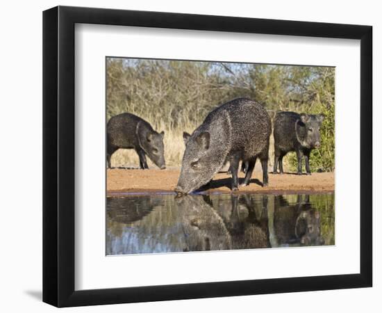 Herd Drinking at Ranch Pond, Pecari Tajacu, Collared Peccary, Starr Co., Texas, Usa-Larry Ditto-Framed Photographic Print