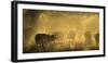 Herd Of African Buffalo (Syncerus Caffer) Silhouetted In Mist, Okavango Delta, Botswana-Wim van den Heever-Framed Photographic Print