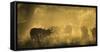 Herd Of African Buffalo (Syncerus Caffer) Silhouetted In Mist, Okavango Delta, Botswana-Wim van den Heever-Framed Stretched Canvas