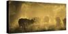 Herd Of African Buffalo (Syncerus Caffer) Silhouetted In Mist, Okavango Delta, Botswana-Wim van den Heever-Stretched Canvas