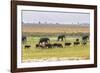 Herd of African Elephants grazing with cattle, Chobe National Park in Botswana-Christophe Courteau-Framed Photographic Print