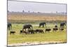 Herd of African Elephants grazing with cattle, Chobe National Park in Botswana-Christophe Courteau-Mounted Photographic Print