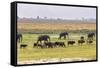 Herd of African Elephants grazing with cattle, Chobe National Park in Botswana-Christophe Courteau-Framed Stretched Canvas