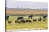 Herd of African Elephants grazing with cattle, Chobe National Park in Botswana-Christophe Courteau-Stretched Canvas