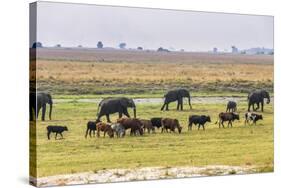 Herd of African Elephants grazing with cattle, Chobe National Park in Botswana-Christophe Courteau-Stretched Canvas