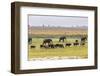 Herd of African Elephants grazing with cattle, Chobe National Park in Botswana-Christophe Courteau-Framed Photographic Print