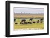 Herd of African Elephants grazing with cattle, Chobe National Park in Botswana-Christophe Courteau-Framed Photographic Print