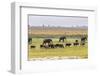 Herd of African Elephants grazing with cattle, Chobe National Park in Botswana-Christophe Courteau-Framed Photographic Print
