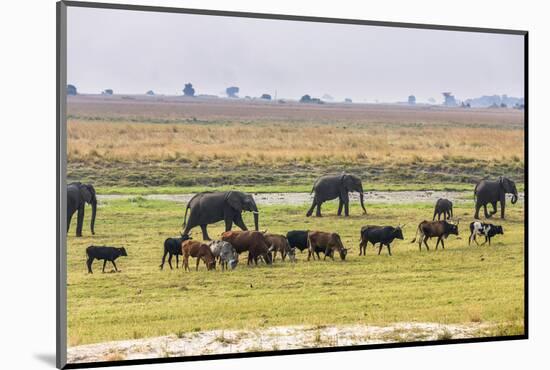 Herd of African Elephants grazing with cattle, Chobe National Park in Botswana-Christophe Courteau-Mounted Photographic Print