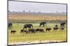 Herd of African Elephants grazing with cattle, Chobe National Park in Botswana-Christophe Courteau-Mounted Photographic Print