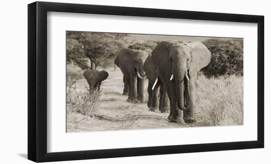 Herd of African Elephants, Kenya-null-Framed Giclee Print