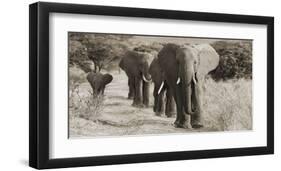 Herd of African Elephants, Kenya-null-Framed Giclee Print