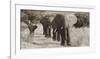 Herd of African Elephants, Kenya-null-Framed Giclee Print