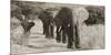 Herd of African Elephants, Kenya-null-Mounted Giclee Print